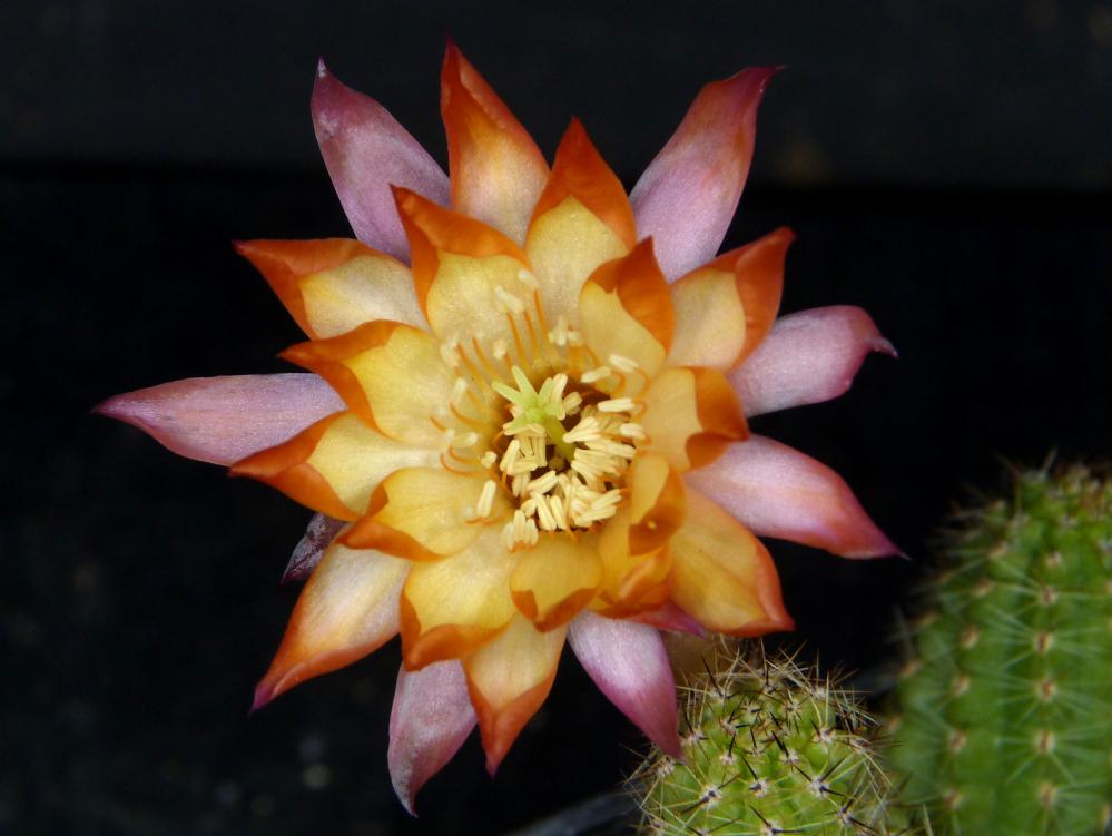 Chamaecereus